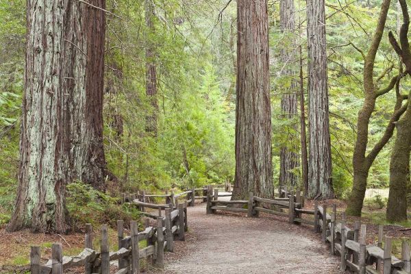 CA, Big Basin Redwoods SP, Trail through redwoods